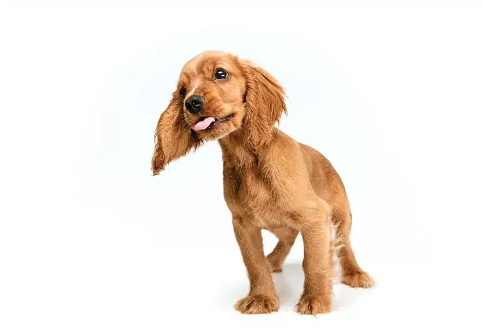 cute spaniel