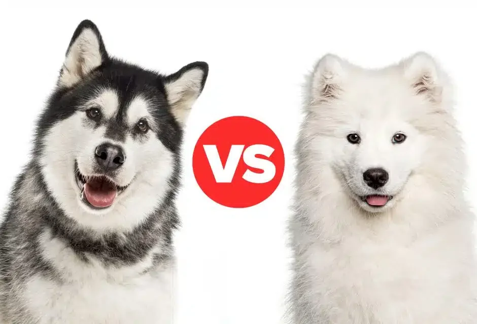 Alaskan Malamute vs Samoyed