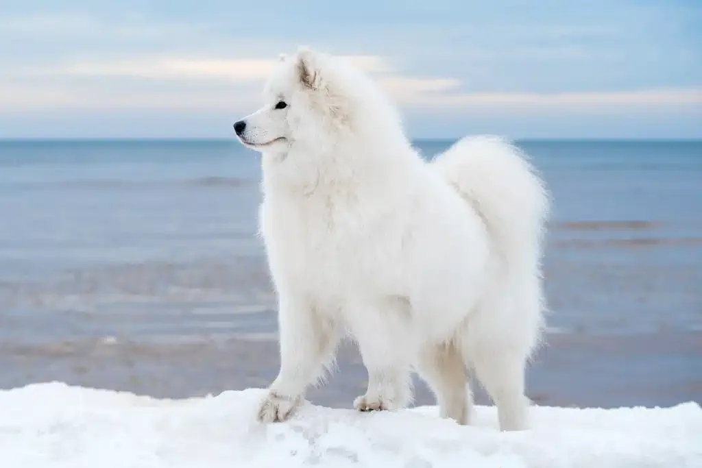 Samoyed dog on beach in winter