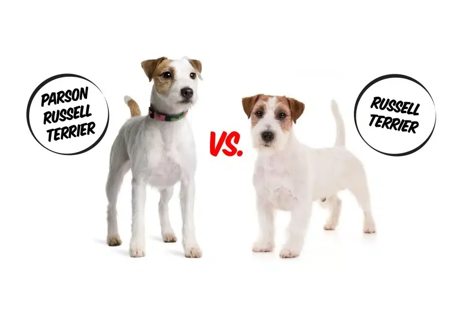What’s the Difference Between the Parson Russell Terrier, the Jack Russell Terrier & the Russell Terrier?
