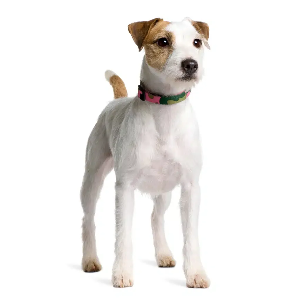 Parson Russell Terrier