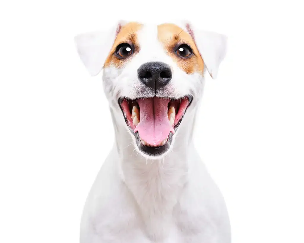 parson russell terrier