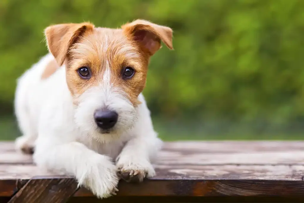 parson russell terrier