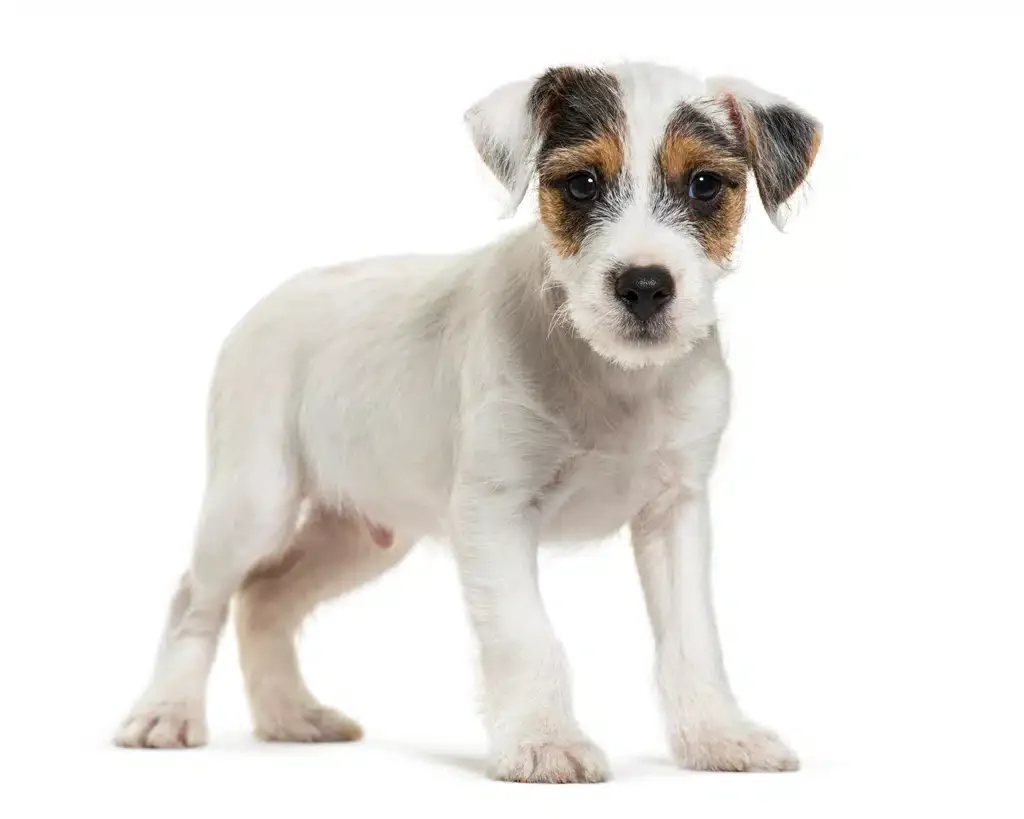 parson russell terrier puppy