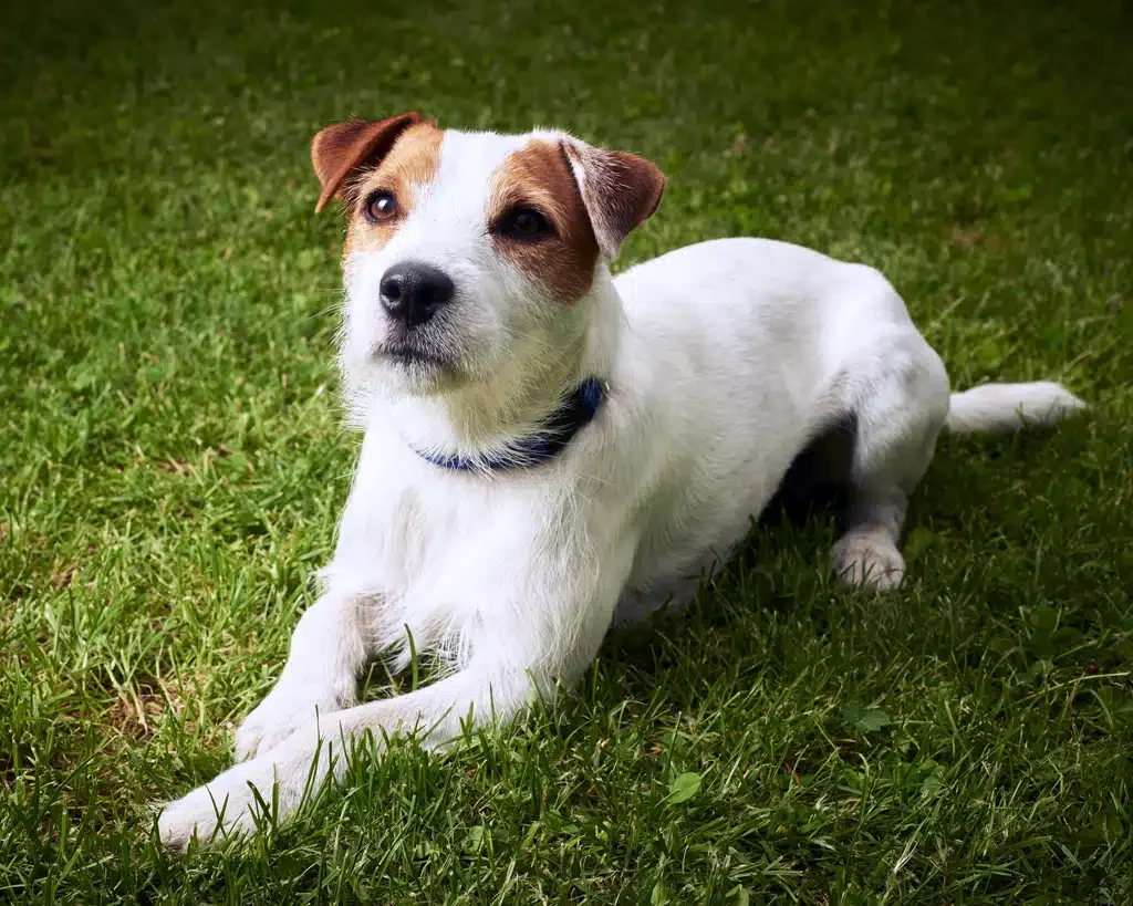 parson russell terrier
