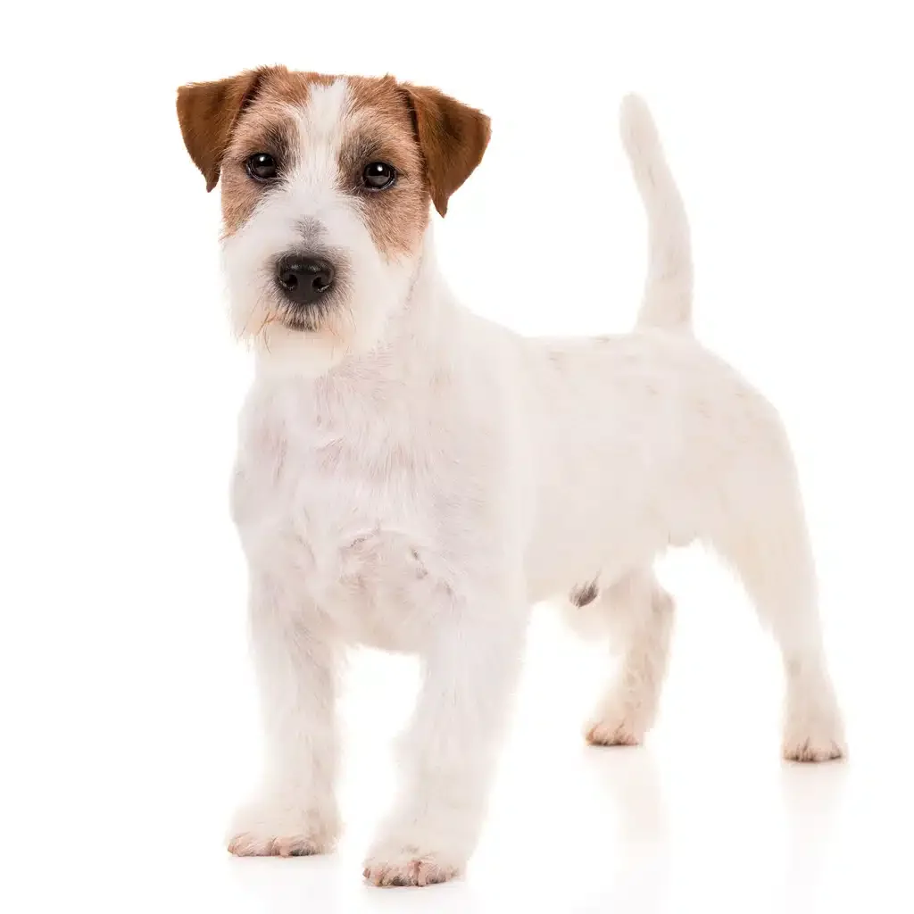Rusell Terrier
