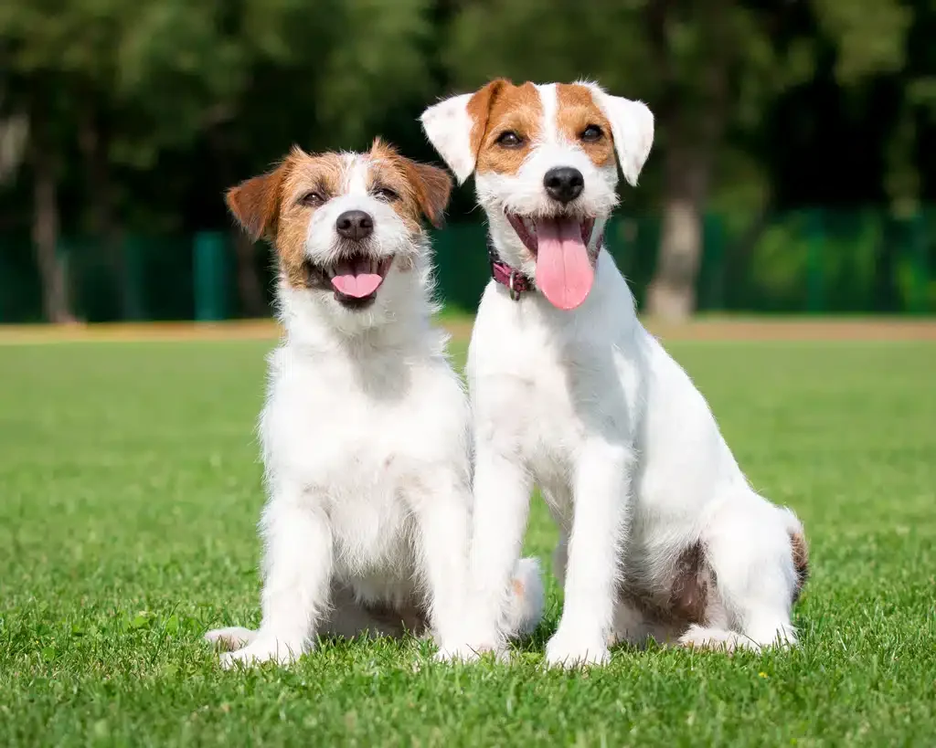 parson russell terrier and russell terrier 