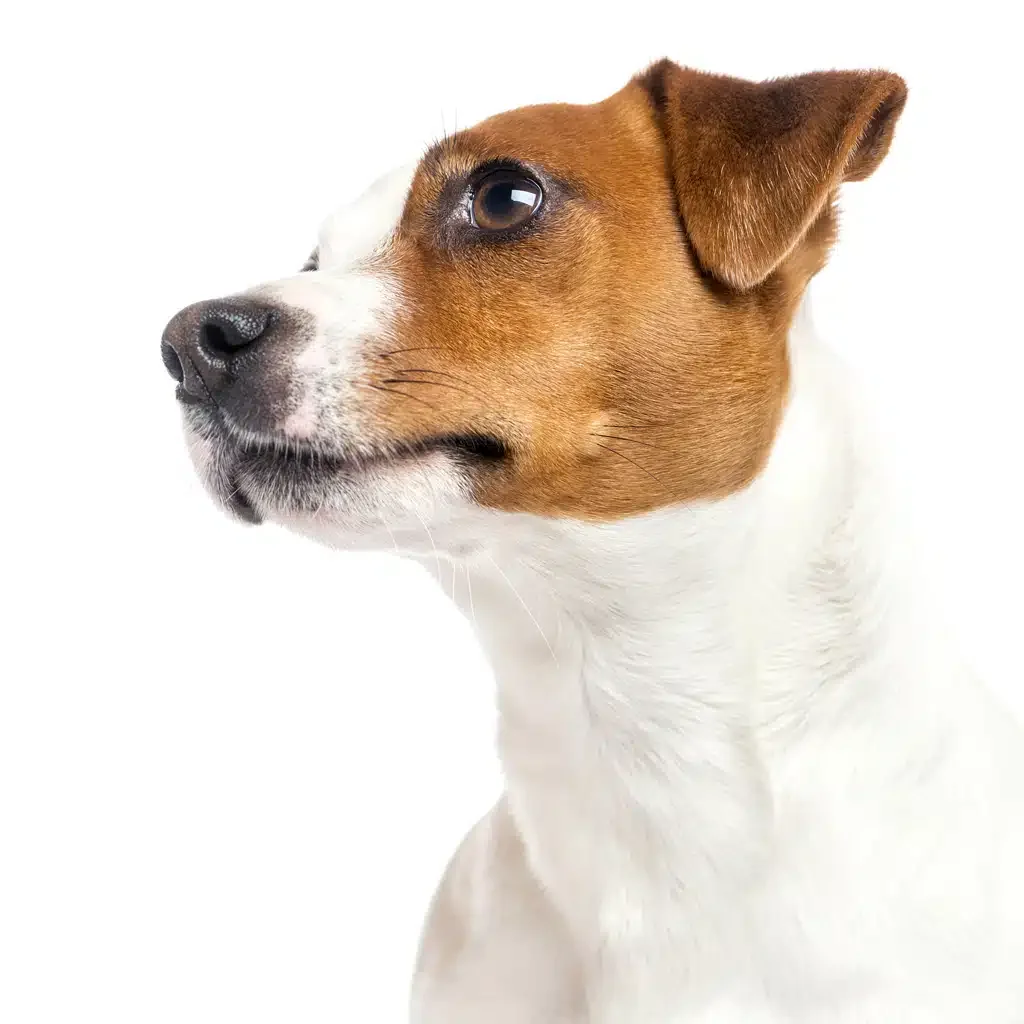 parson russell terrier