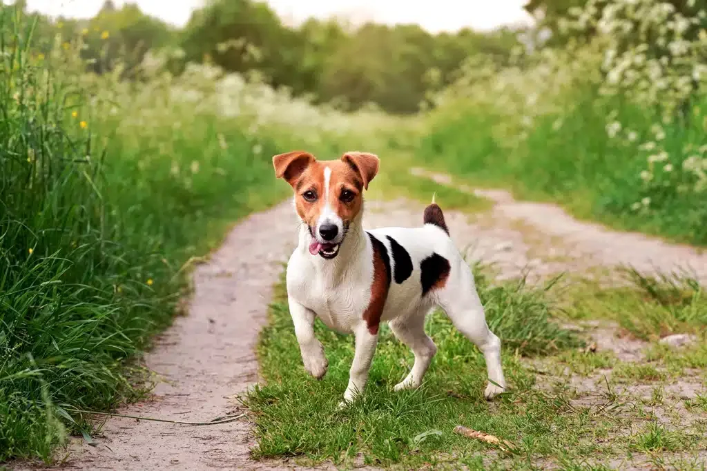 parson russell terrier