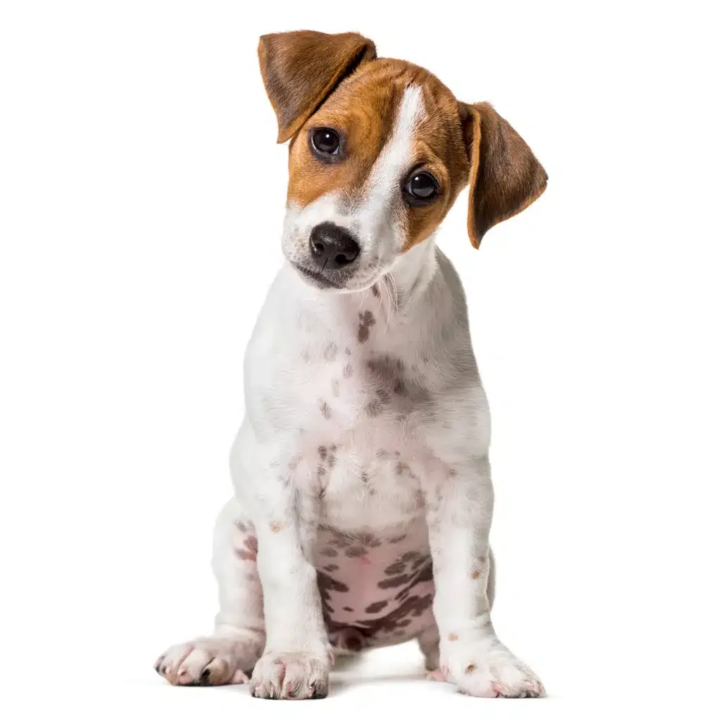 parson russell terrier puppy