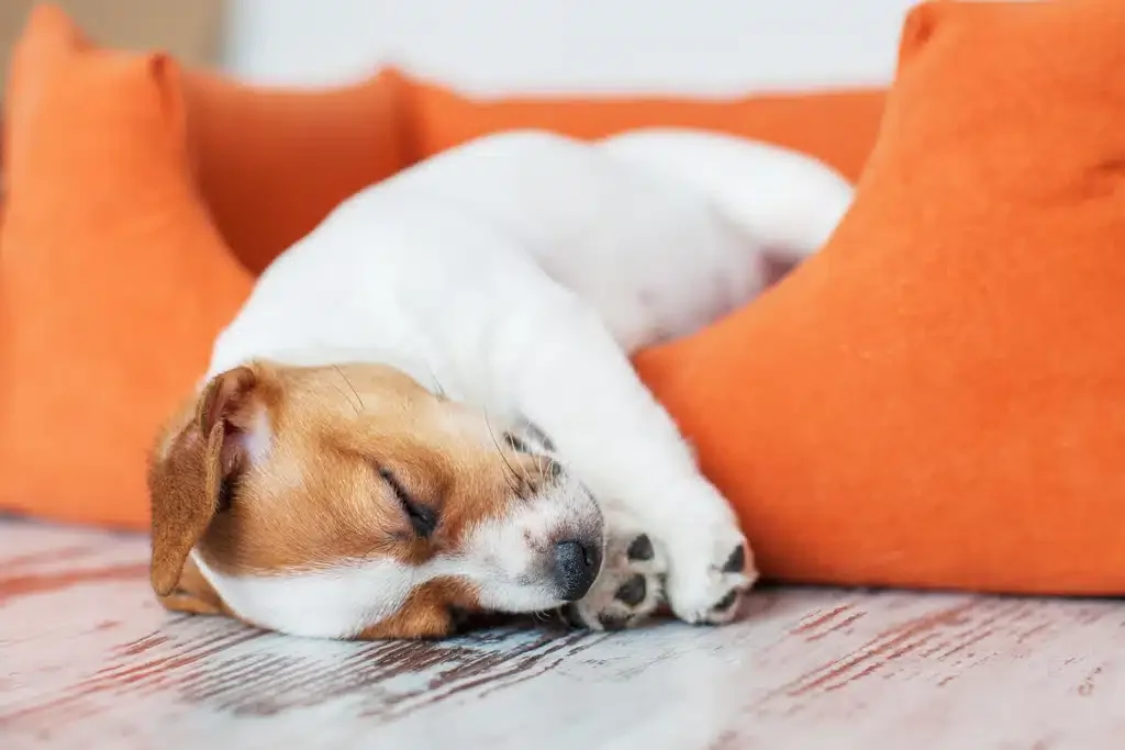 sleeping puppy