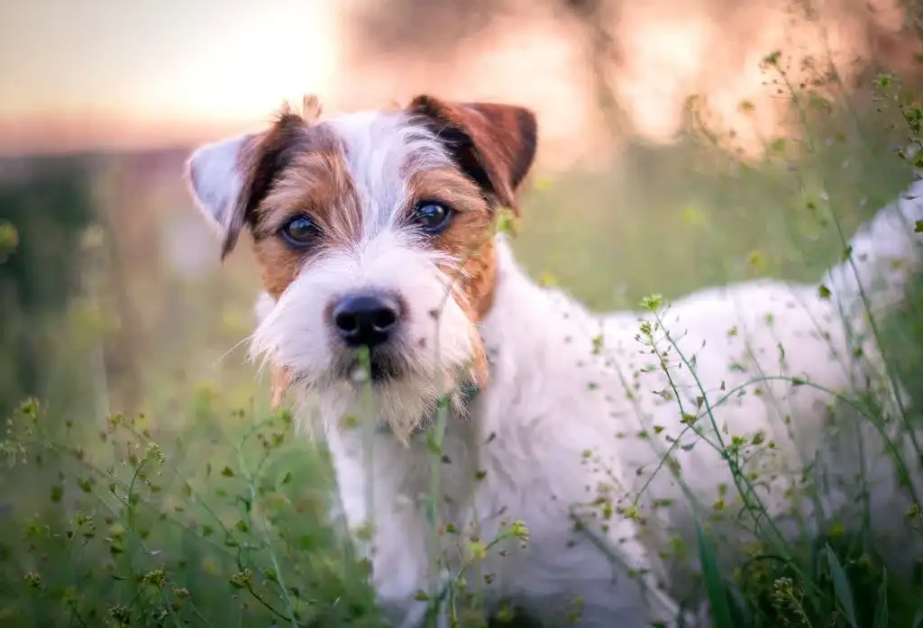 parson russell terrier