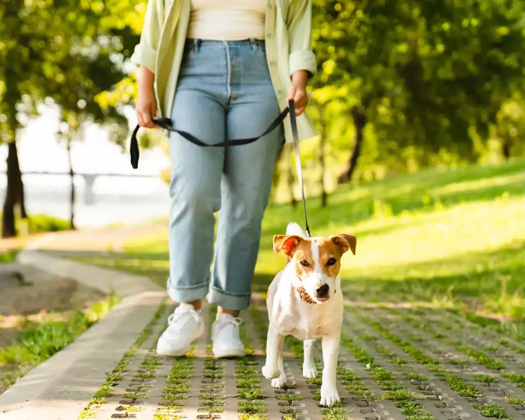 parson russell terrier on a walk