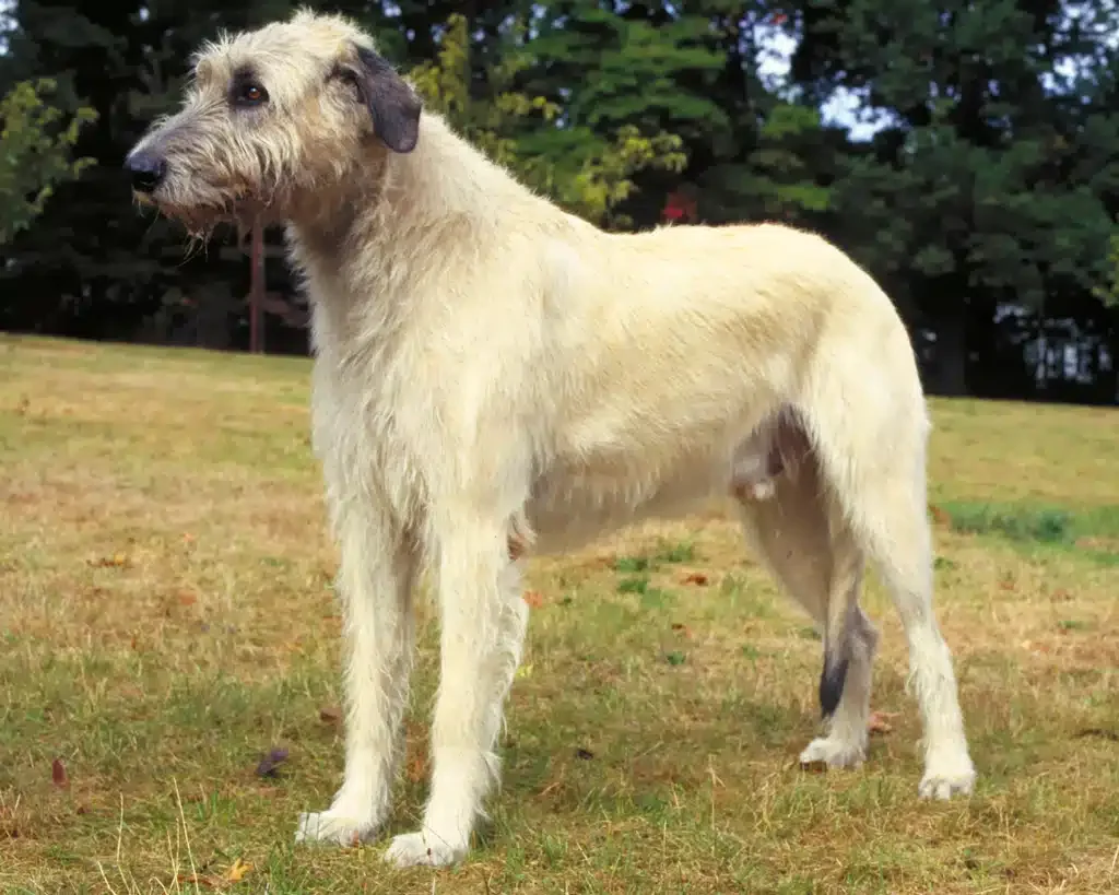 Irish Wolfhound