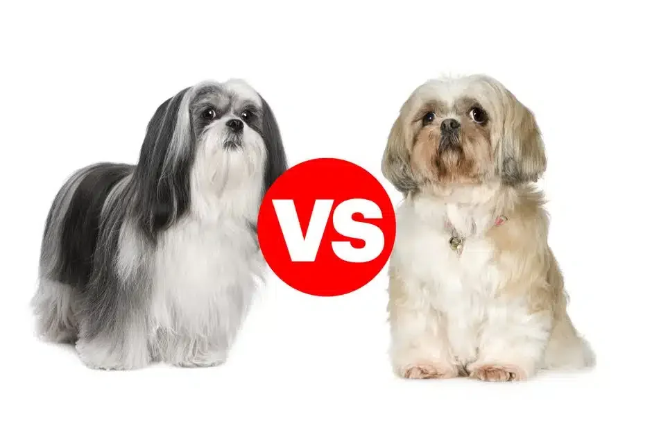 What’s the Difference Between the Shih Tzu and the Lhasa Apso?