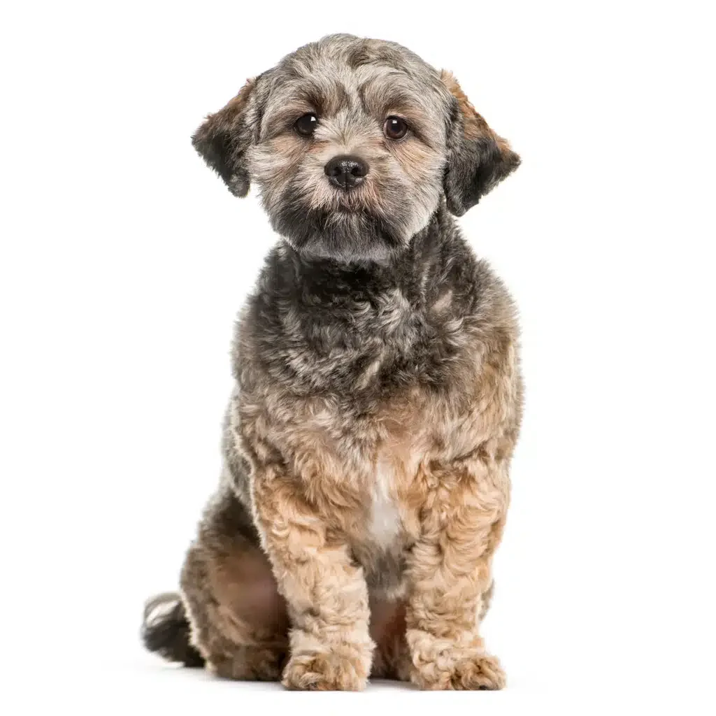 lhasa Apso dog