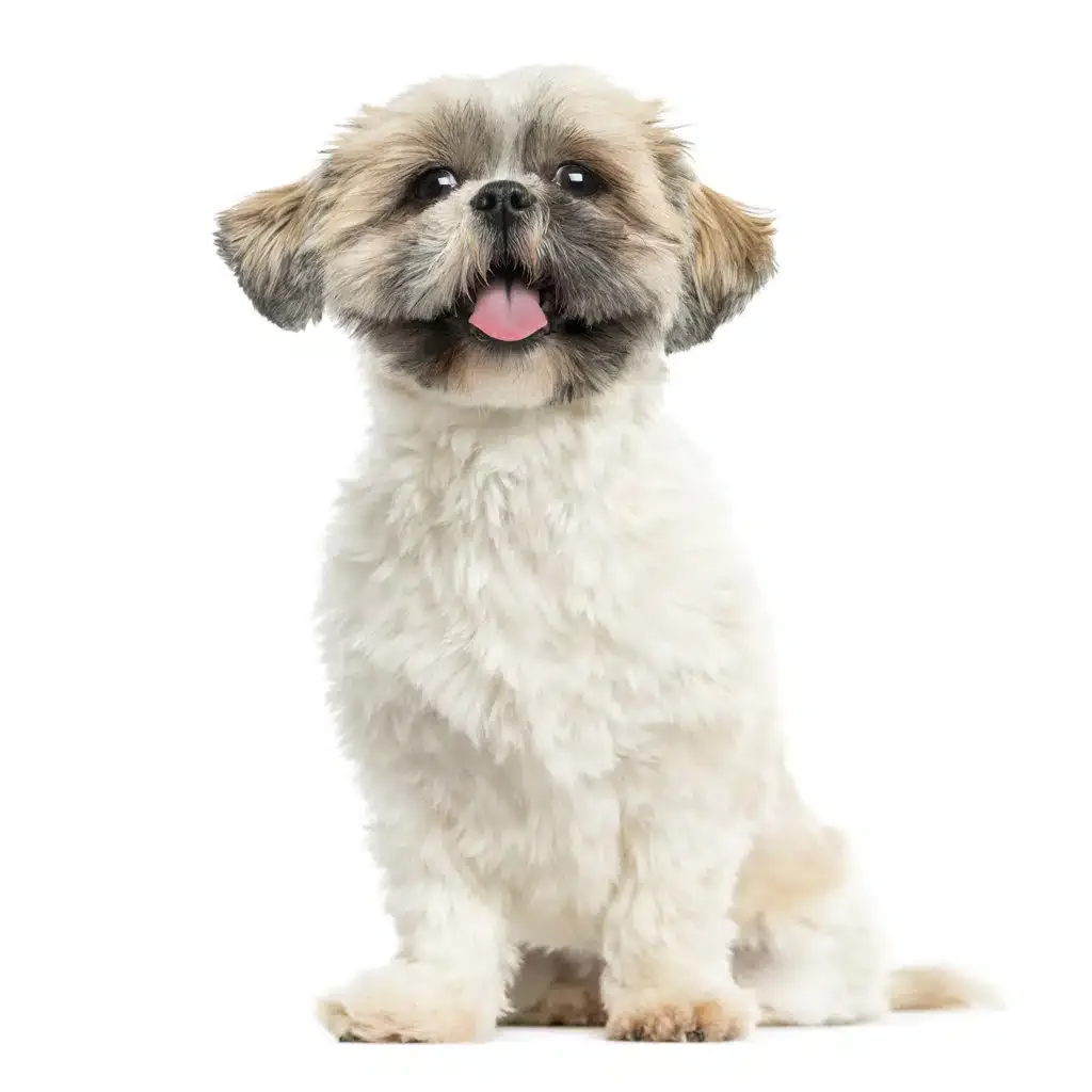 Shih-tzu dog