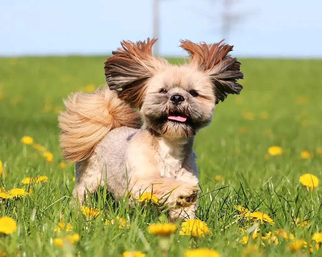 Lhasa Apso dog