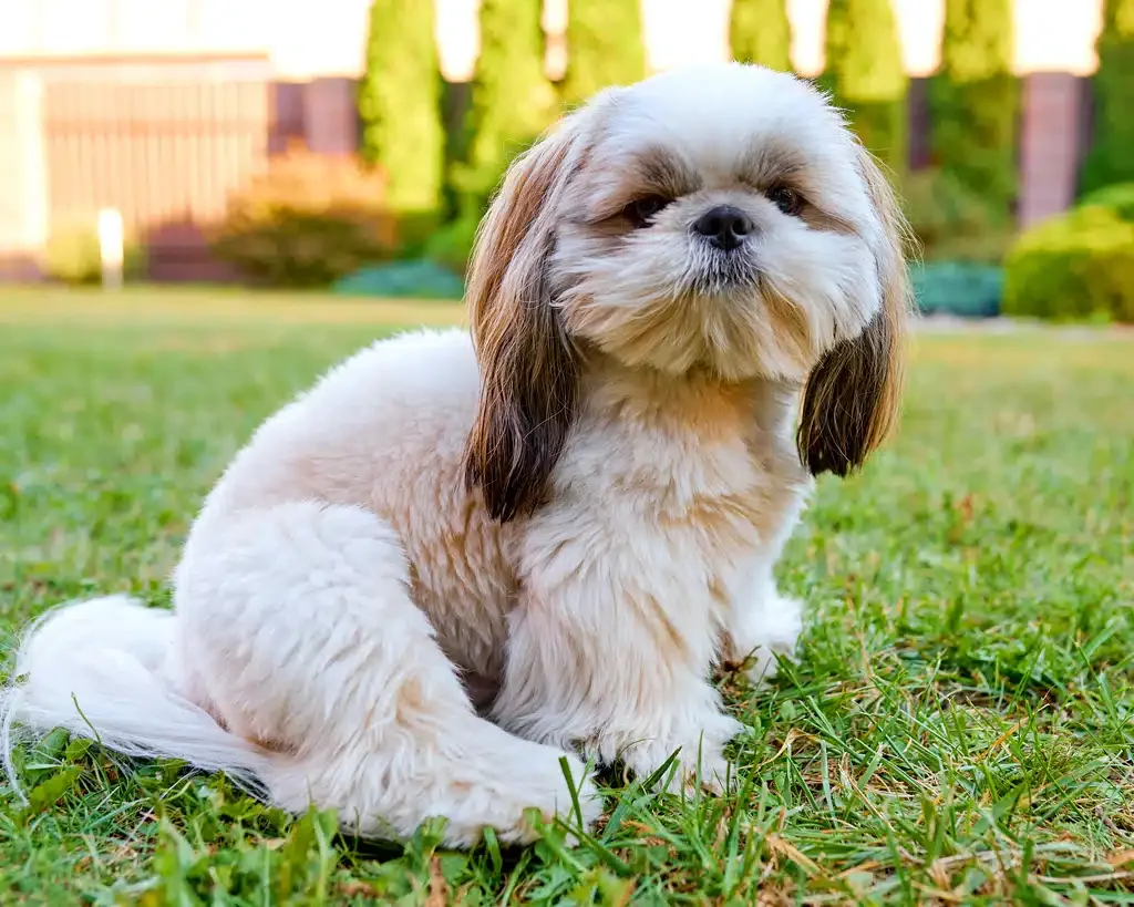 Shih-tzu dog