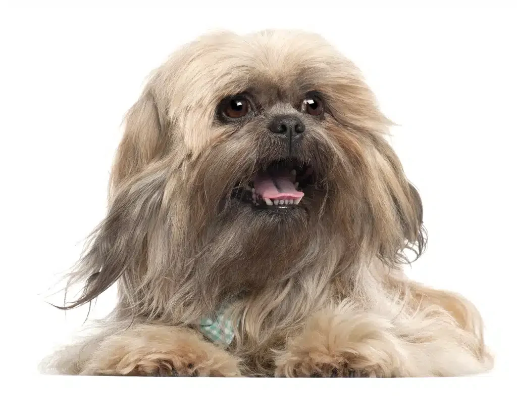 Lhasa Apso dog