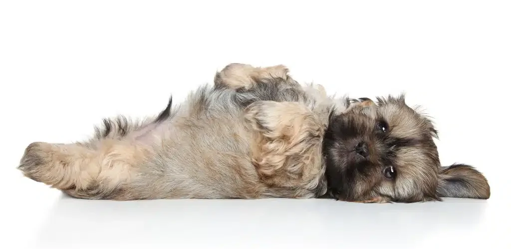 shih tzu puppy