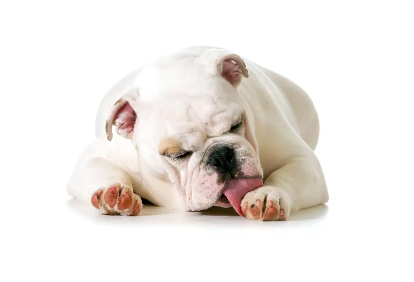Why Dogs Lick Their Paws: Causes, Signs & What Vets Recommend