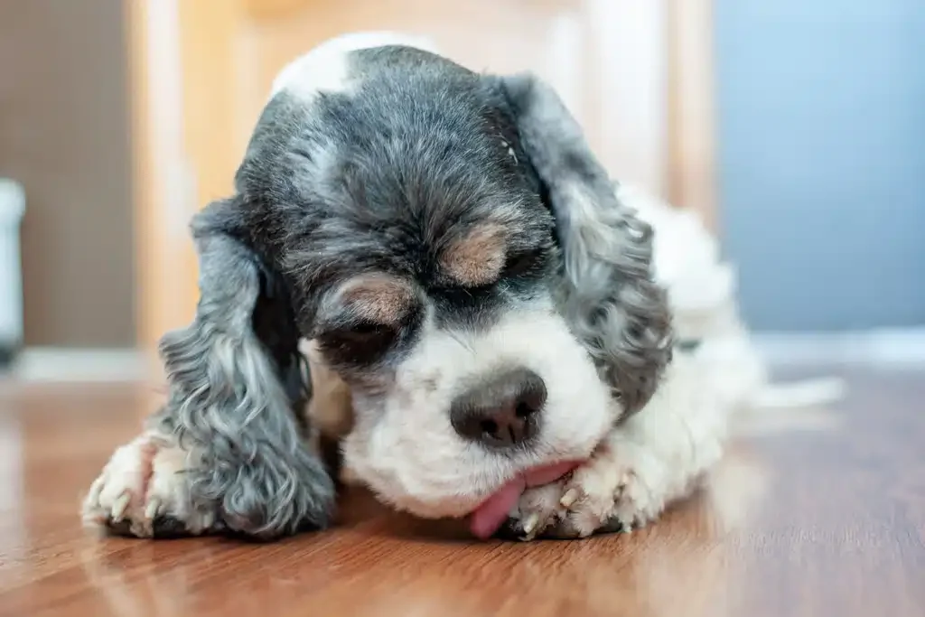 dog licking paws