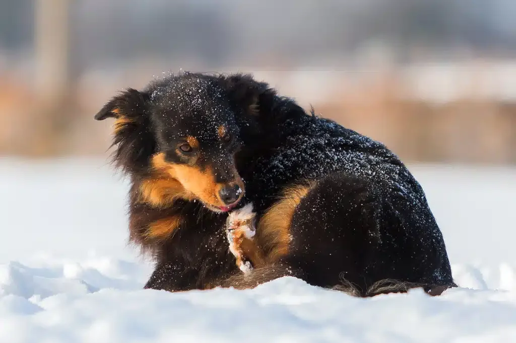dog licking paws in the snow