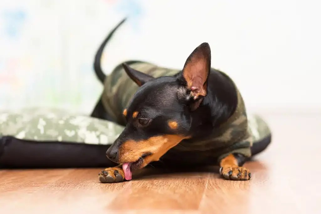 dog licking paws